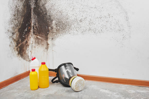 Best Mold Testing and Inspection Services in Alamogordo, NM