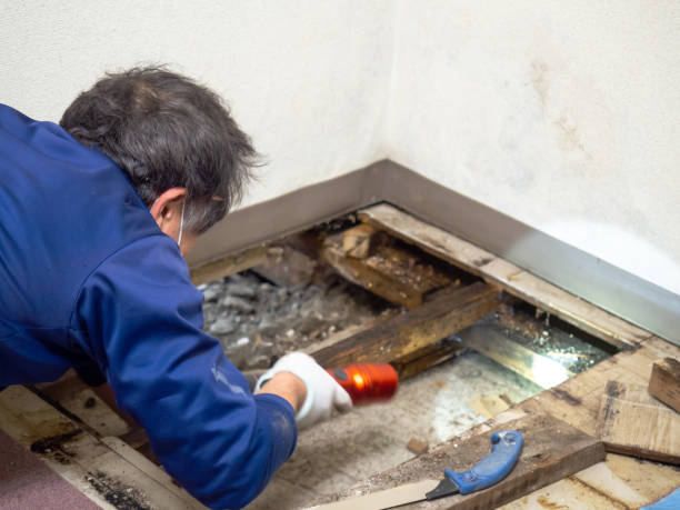 Best HVAC Mold Remediation in Alamogordo, NM