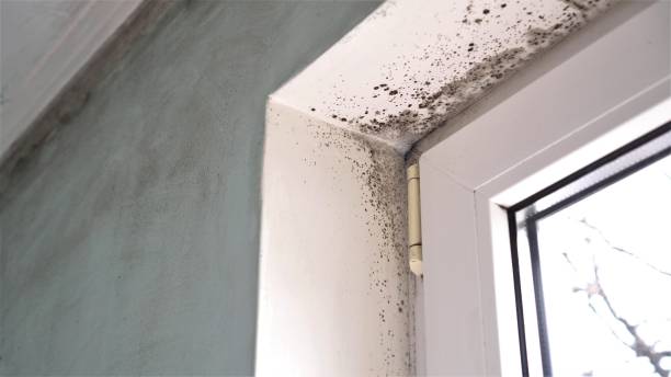 Best Industrial Mold Remediation in Alamogordo, NM
