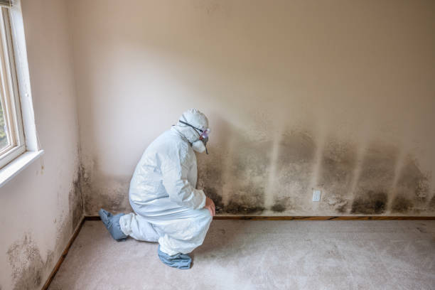 Best Residential Mold Remediation in Alamogordo, NM